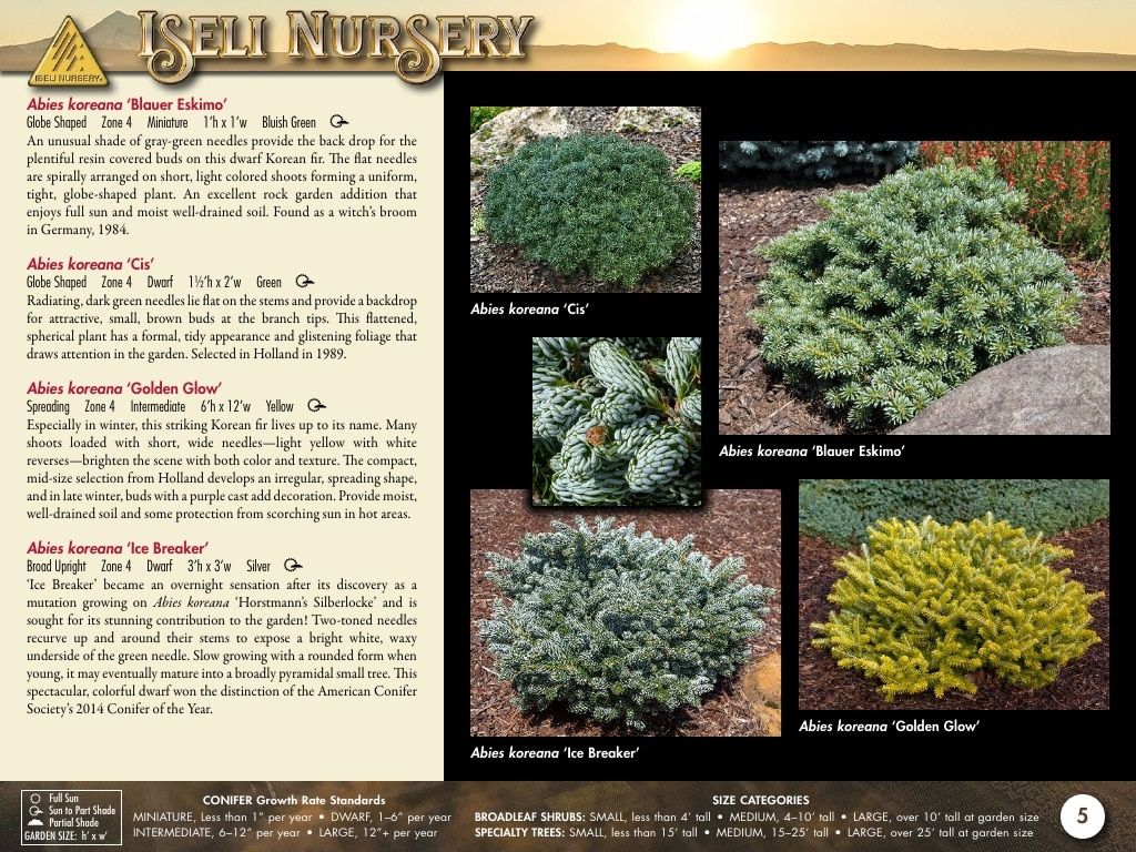 Iseli Nursery Wholesale Nursery Catalog Weekly Ad January 1, 2026 - December 31, 2027