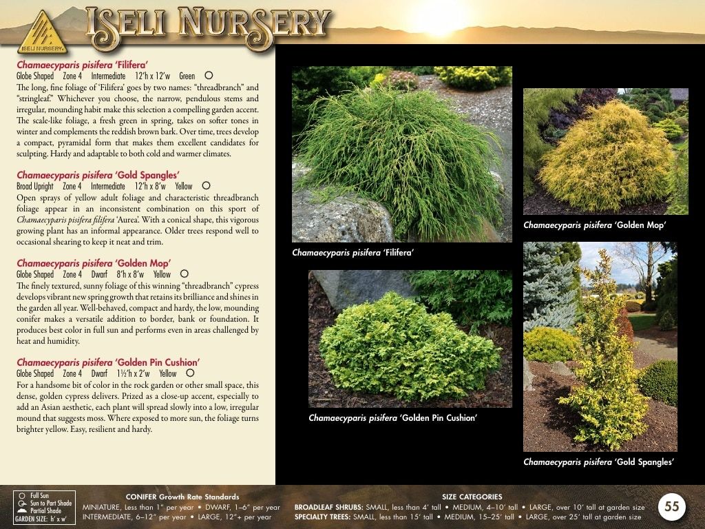 Iseli Nursery Wholesale Nursery Catalog Weekly Ad January 1, 2026 - December 31, 2027