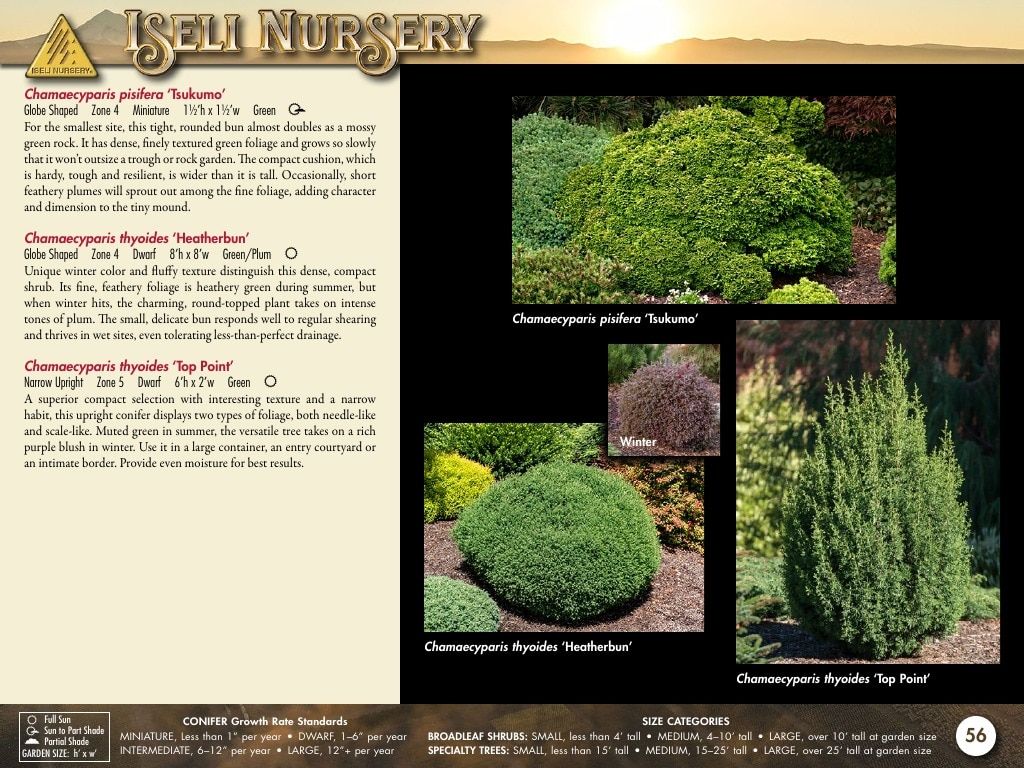 Iseli Nursery Wholesale Nursery Catalog Weekly Ad January 1, 2026 - December 31, 2027