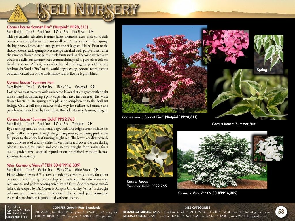Iseli Nursery Wholesale Nursery Catalog Weekly Ad January 1, 2026 - December 31, 2027
