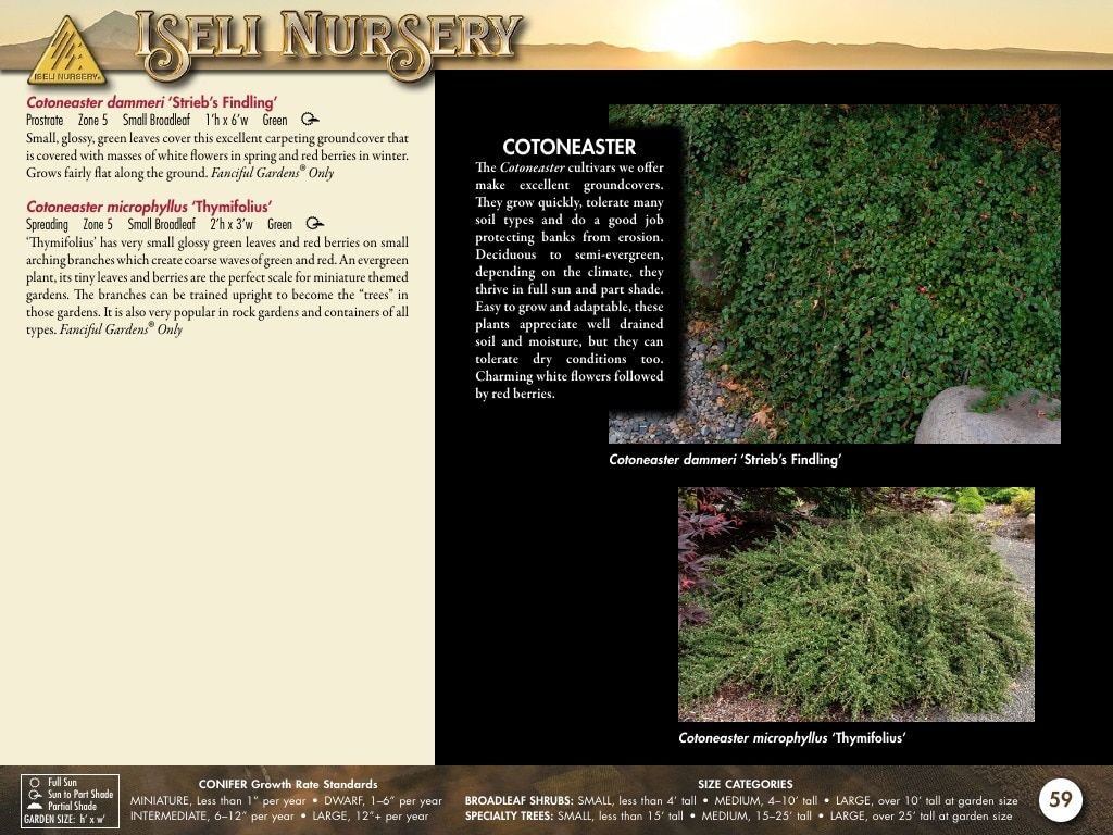 Iseli Nursery Wholesale Nursery Catalog Weekly Ad January 1, 2026 - December 31, 2027