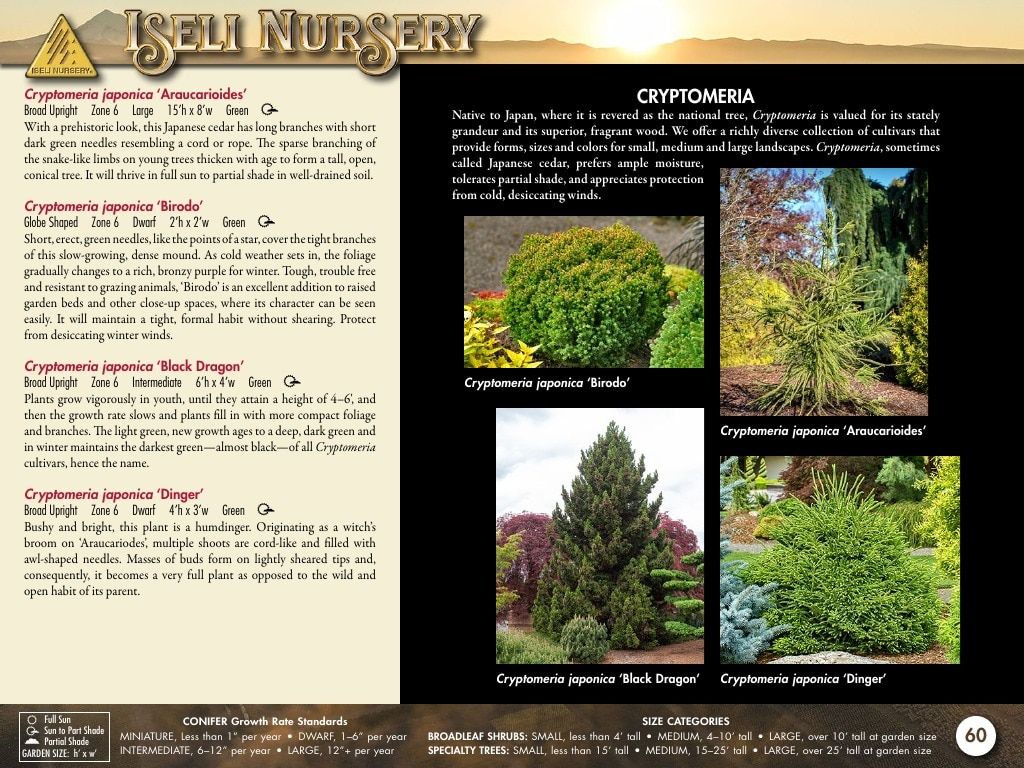 Iseli Nursery Wholesale Nursery Catalog Weekly Ad January 1, 2026 - December 31, 2027