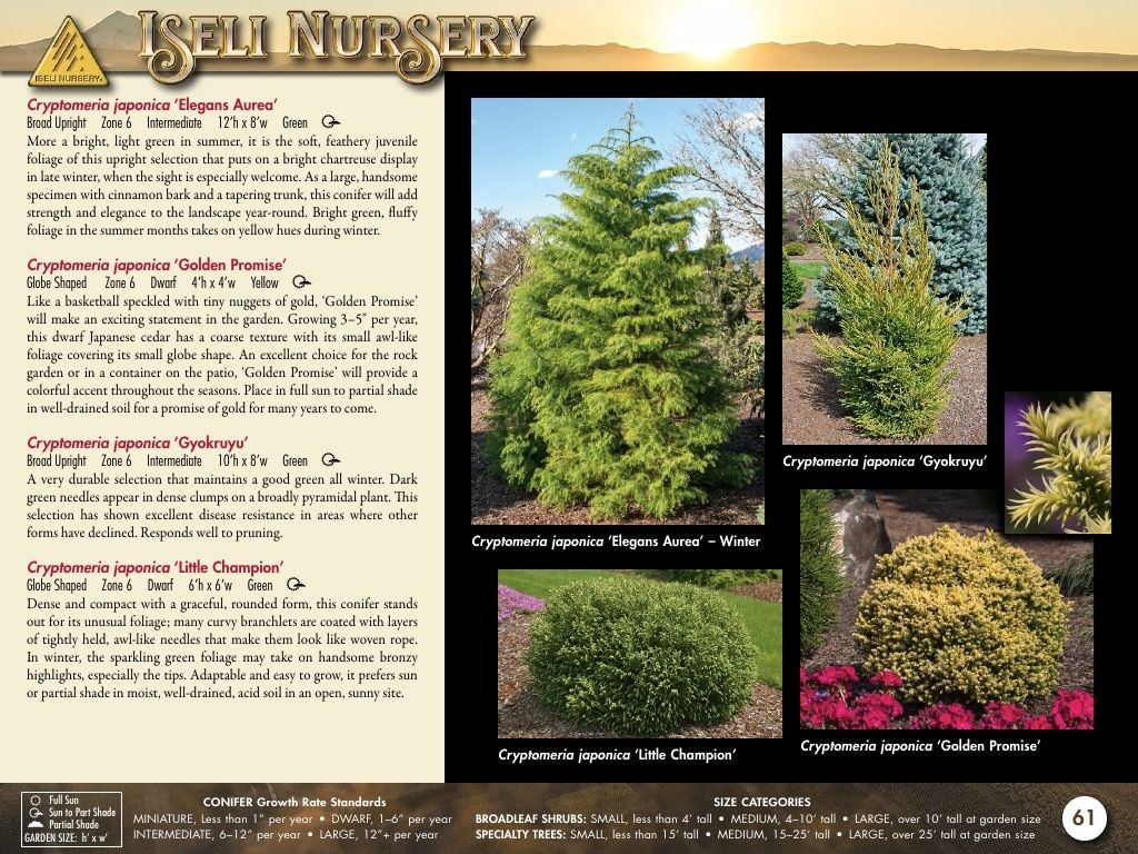 Iseli Nursery Wholesale Nursery Catalog Weekly Ad January 1, 2026 - December 31, 2027