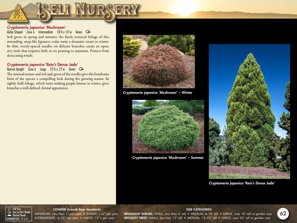 Iseli Nursery Wholesale Nursery Catalog Weekly Ad January 1, 2026 - December 31, 2027