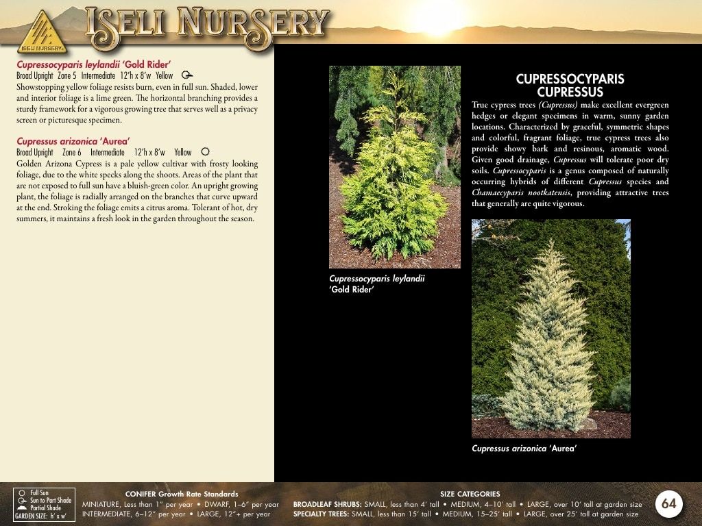 Iseli Nursery Wholesale Nursery Catalog Weekly Ad January 1, 2026 - December 31, 2027