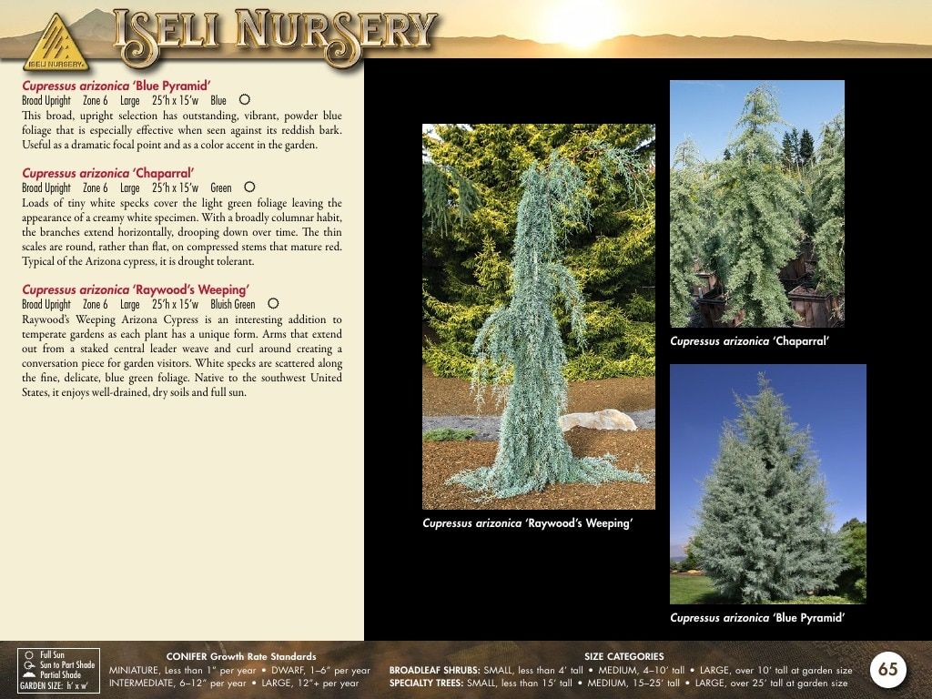 Iseli Nursery Wholesale Nursery Catalog Weekly Ad January 1, 2026 - December 31, 2027