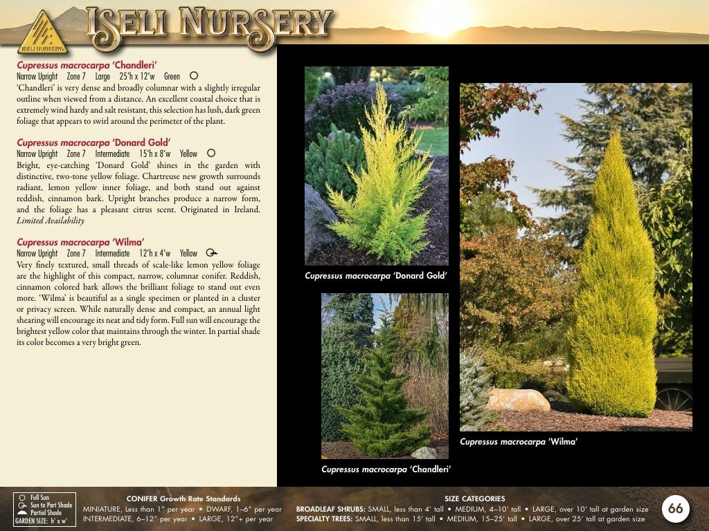 Iseli Nursery Wholesale Nursery Catalog Weekly Ad January 1, 2026 - December 31, 2027