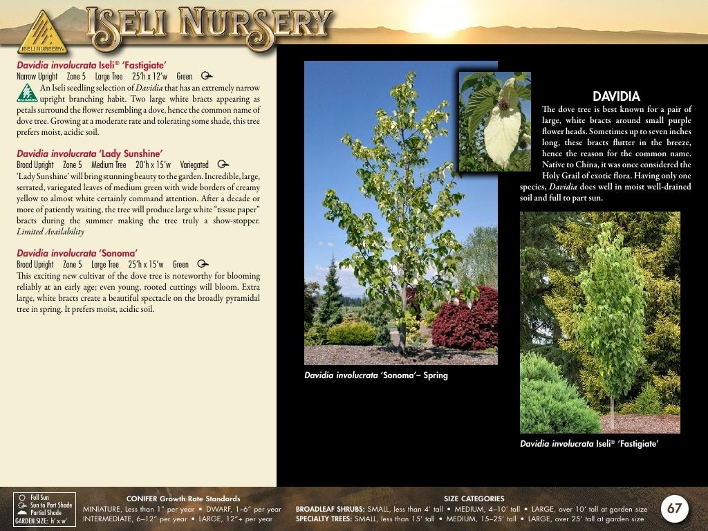 Iseli Nursery Wholesale Nursery Catalog Weekly Ad January 1, 2026 - December 31, 2027