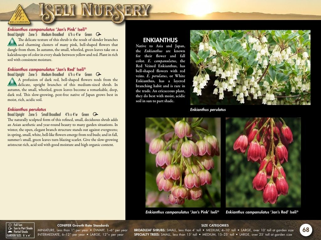 Iseli Nursery Wholesale Nursery Catalog Weekly Ad January 1, 2026 - December 31, 2027