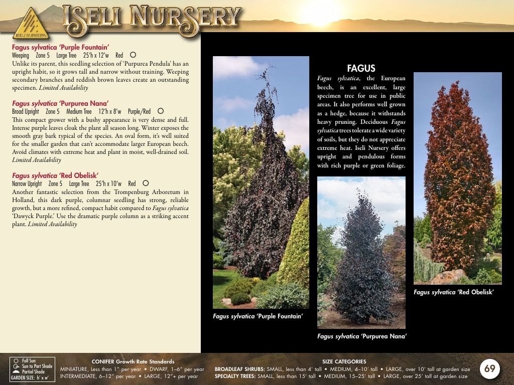 Iseli Nursery Wholesale Nursery Catalog Weekly Ad January 1, 2026 - December 31, 2027