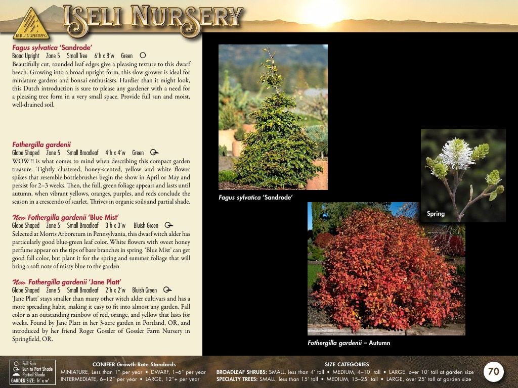 Iseli Nursery Wholesale Nursery Catalog Weekly Ad January 1, 2026 - December 31, 2027