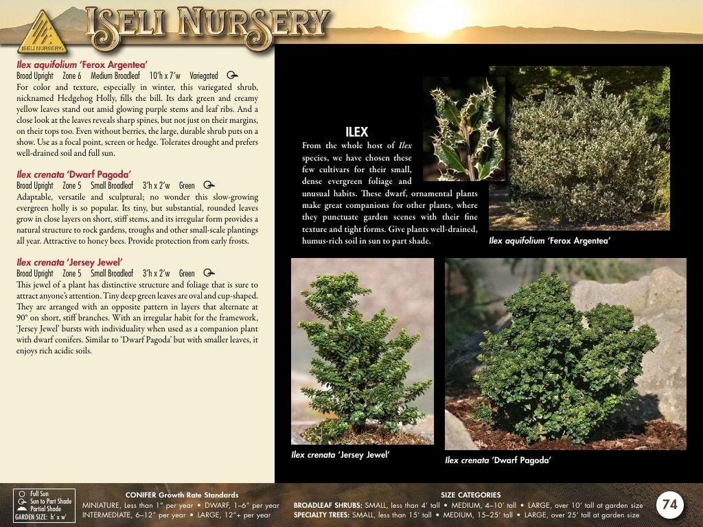 Iseli Nursery Wholesale Nursery Catalog Weekly Ad January 1, 2026 - December 31, 2027
