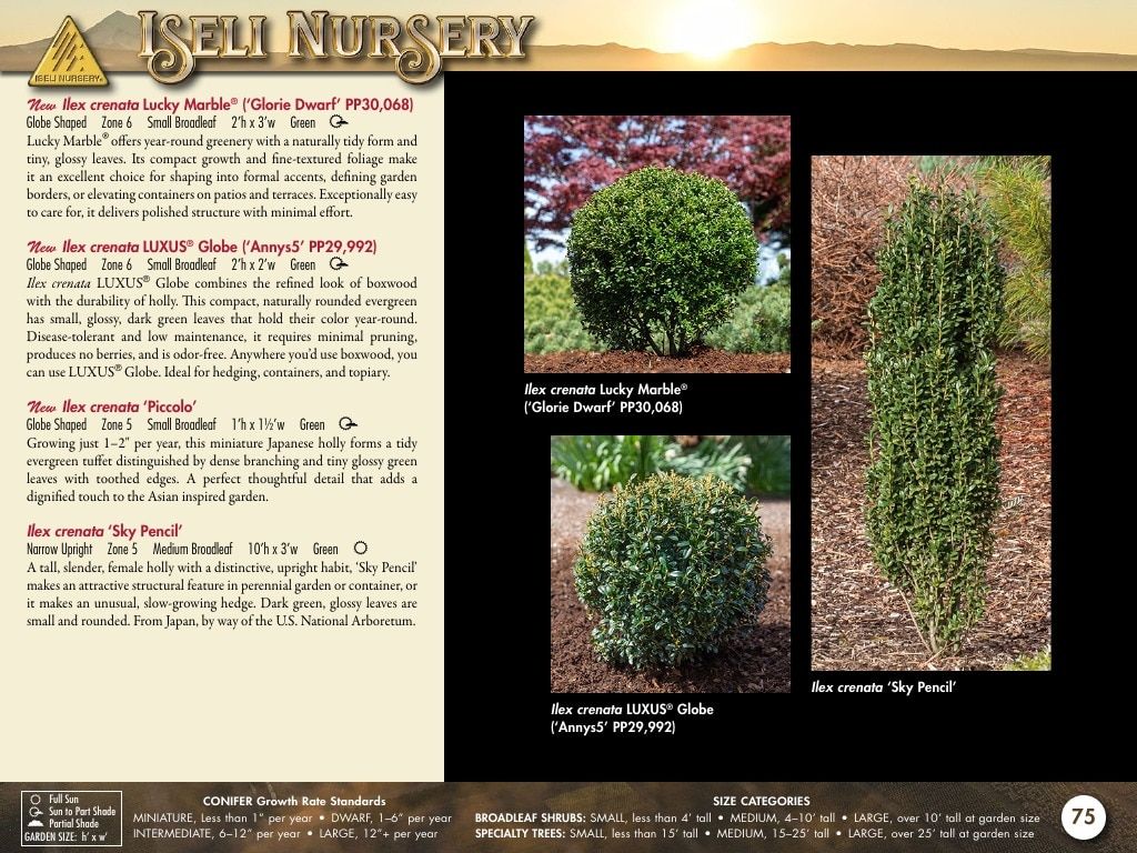 Iseli Nursery Wholesale Nursery Catalog Weekly Ad January 1, 2026 - December 31, 2027