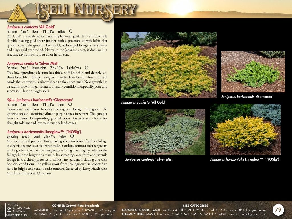 Iseli Nursery Wholesale Nursery Catalog Weekly Ad January 1, 2026 - December 31, 2027