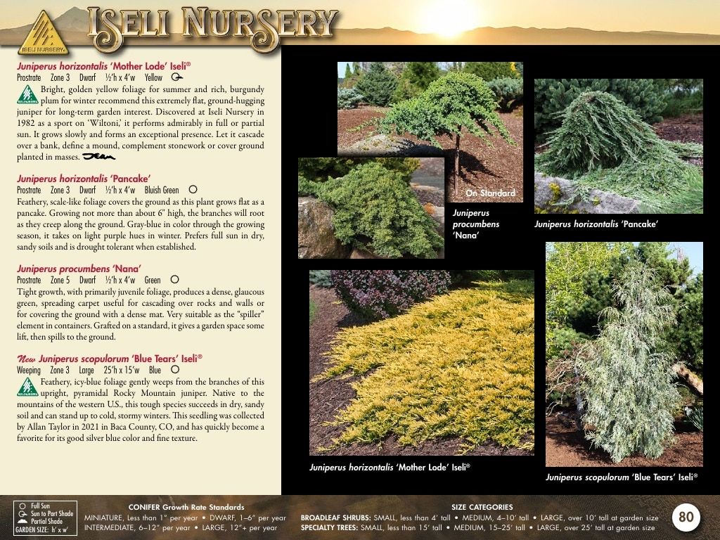 Iseli Nursery Wholesale Nursery Catalog Weekly Ad January 1, 2026 - December 31, 2027
