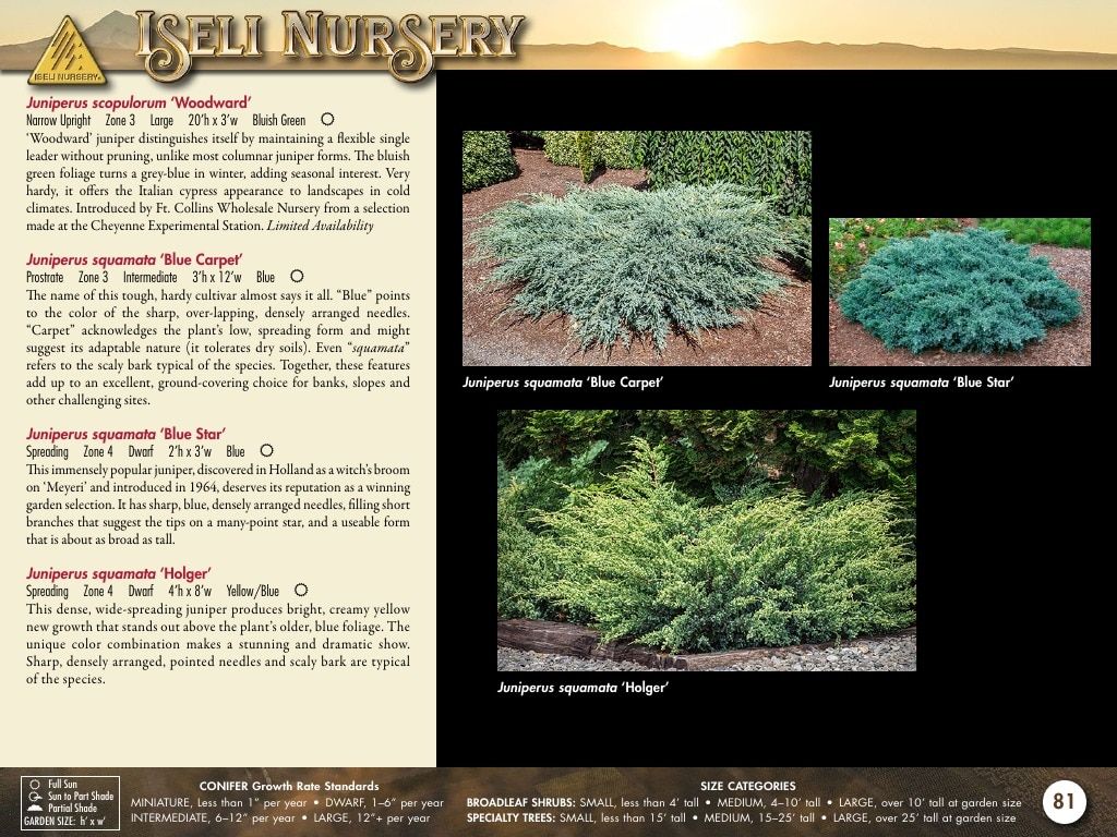 Iseli Nursery Wholesale Nursery Catalog Weekly Ad January 1, 2026 - December 31, 2027