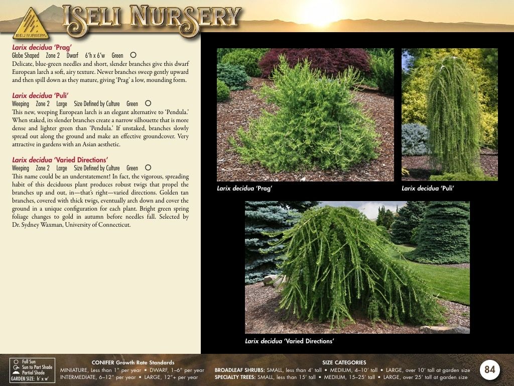 Iseli Nursery Wholesale Nursery Catalog Weekly Ad January 1, 2026 - December 31, 2027
