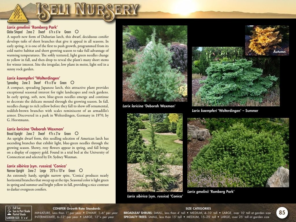 Iseli Nursery Wholesale Nursery Catalog Weekly Ad January 1, 2026 - December 31, 2027