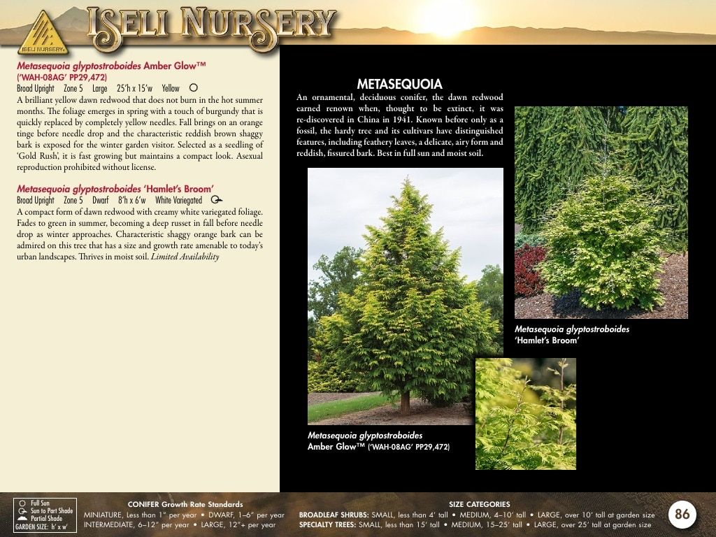 Iseli Nursery Wholesale Nursery Catalog Weekly Ad January 1, 2026 - December 31, 2027