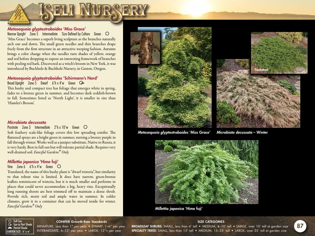 Iseli Nursery Wholesale Nursery Catalog Weekly Ad January 1, 2026 - December 31, 2027