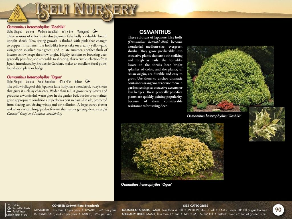 Iseli Nursery Wholesale Nursery Catalog Weekly Ad January 1, 2026 - December 31, 2027