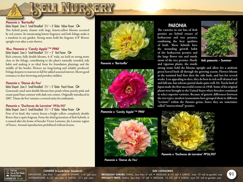 Iseli Nursery Wholesale Nursery Catalog Weekly Ad January 1, 2026 - December 31, 2027