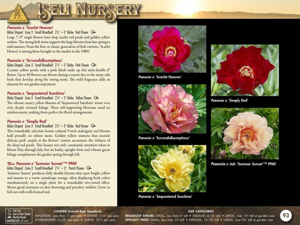 Iseli Nursery Wholesale Nursery Catalog Weekly Ad January 1, 2026 - December 31, 2027