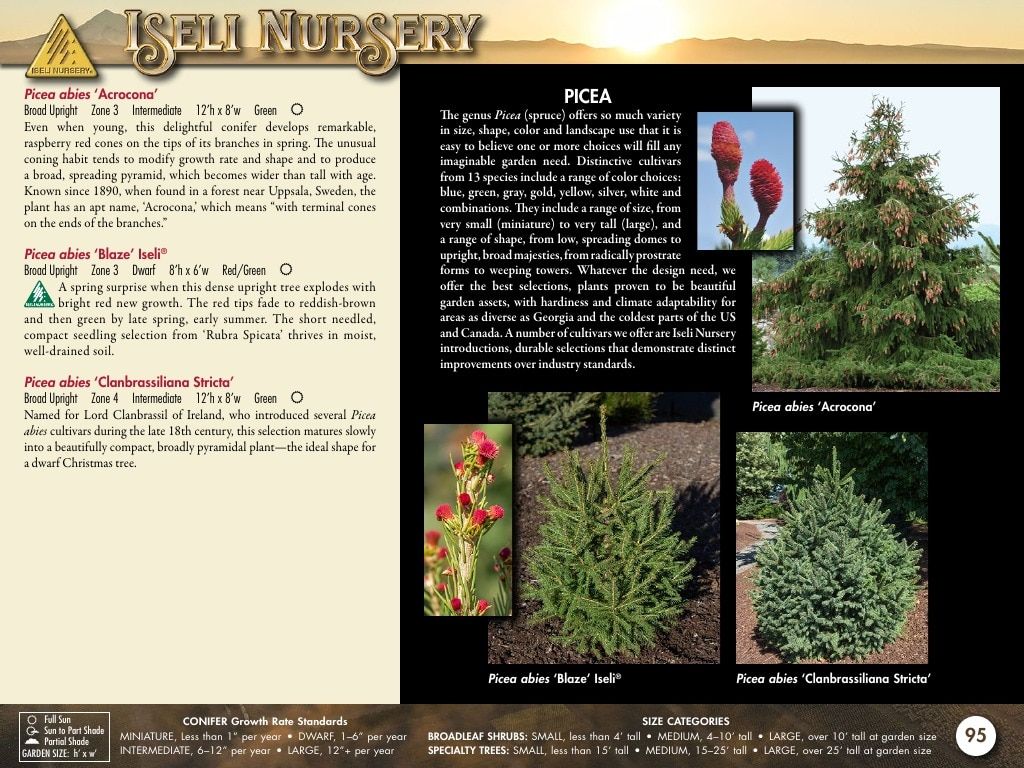 Iseli Nursery Wholesale Nursery Catalog Weekly Ad January 1, 2026 - December 31, 2027