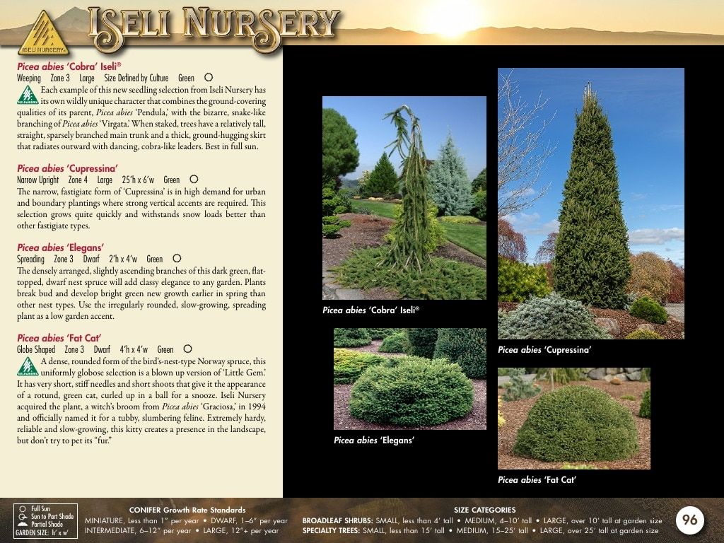 Iseli Nursery Wholesale Nursery Catalog Weekly Ad January 1, 2026 - December 31, 2027