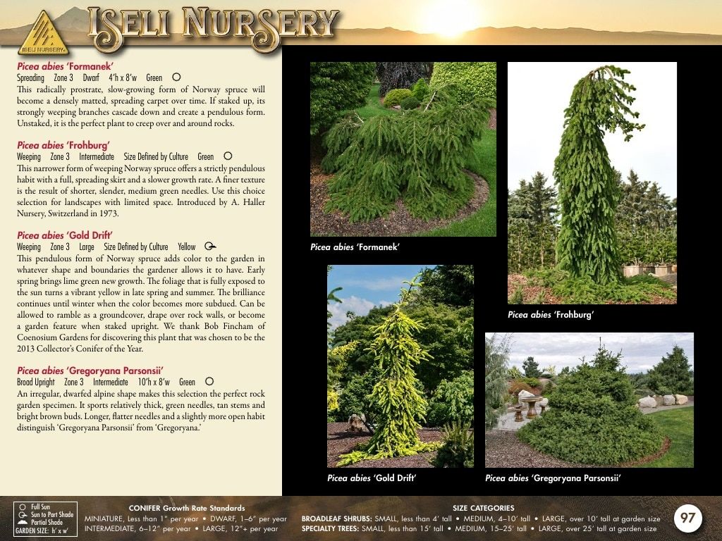 Iseli Nursery Wholesale Nursery Catalog Weekly Ad January 1, 2026 - December 31, 2027
