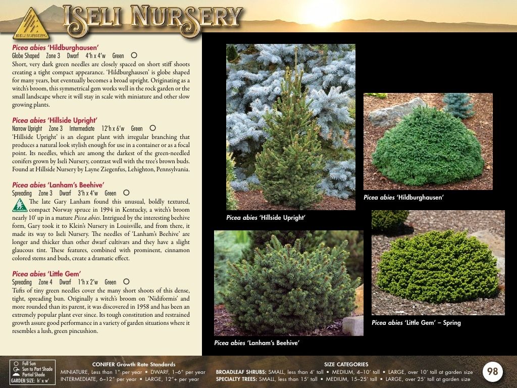 Iseli Nursery Wholesale Nursery Catalog Weekly Ad January 1, 2026 - December 31, 2027