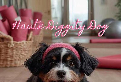 Haute Diggity Dog Pet Toys Catalog Weekly Ad January 1 - December 31, 2026