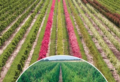 Kankakee Nursery Wholesale Nursery Catalog Weekly Ad January 1 - December 31, 2026