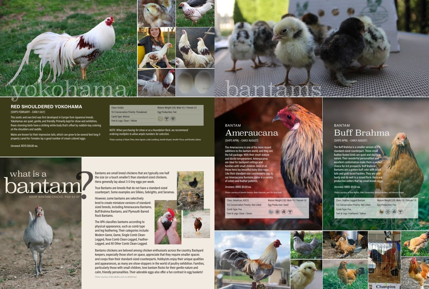 Murray McMurray Hatchery Poultry Catalog Weekly Ad January 1 - December 31, 2026