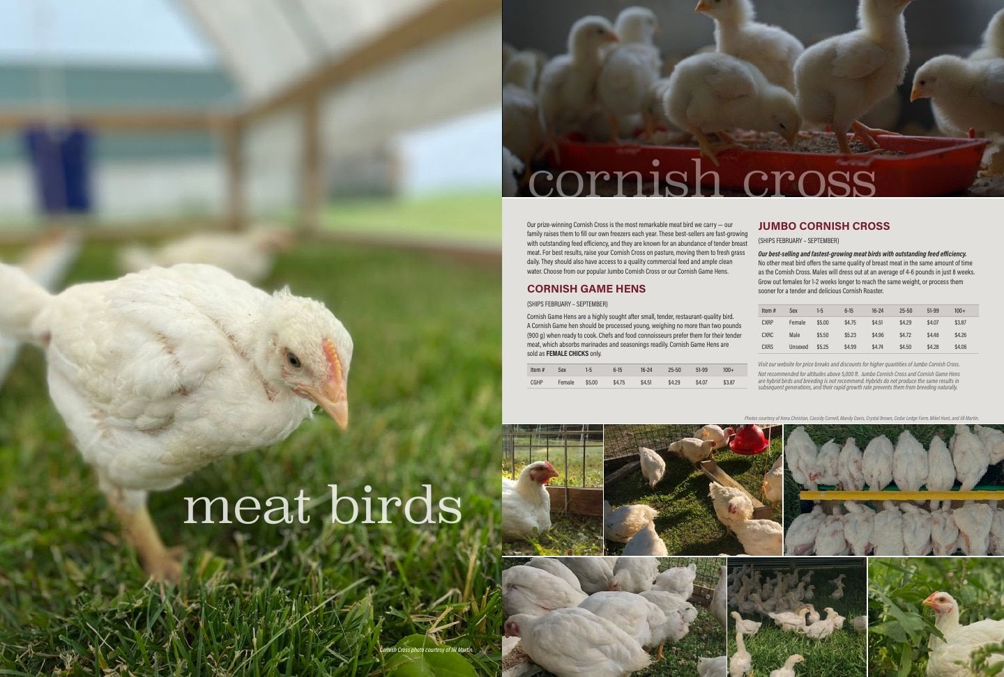 Murray McMurray Hatchery Poultry Catalog Weekly Ad January 1 - December 31, 2026