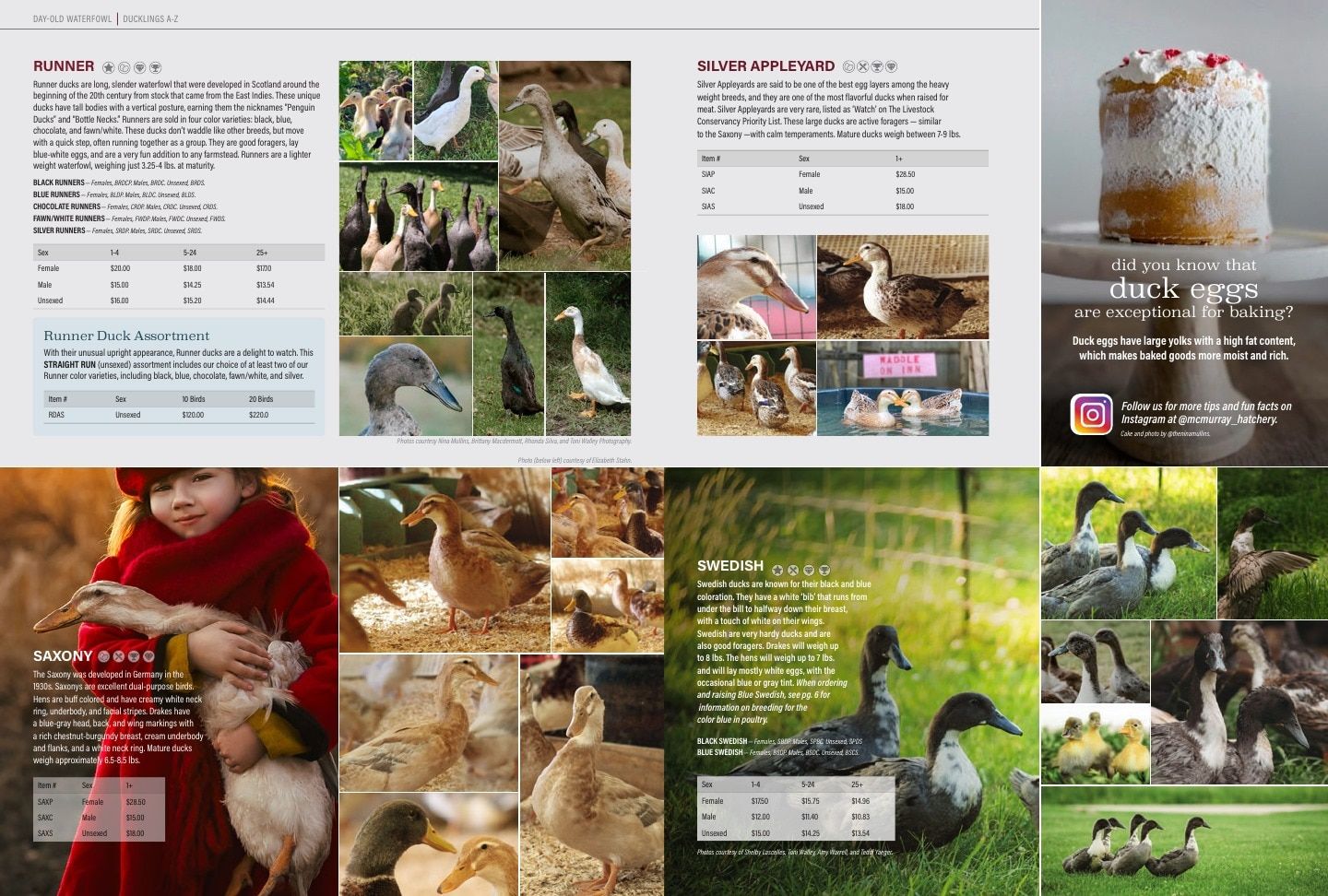 Murray McMurray Hatchery Poultry Catalog Weekly Ad January 1 - December 31, 2026