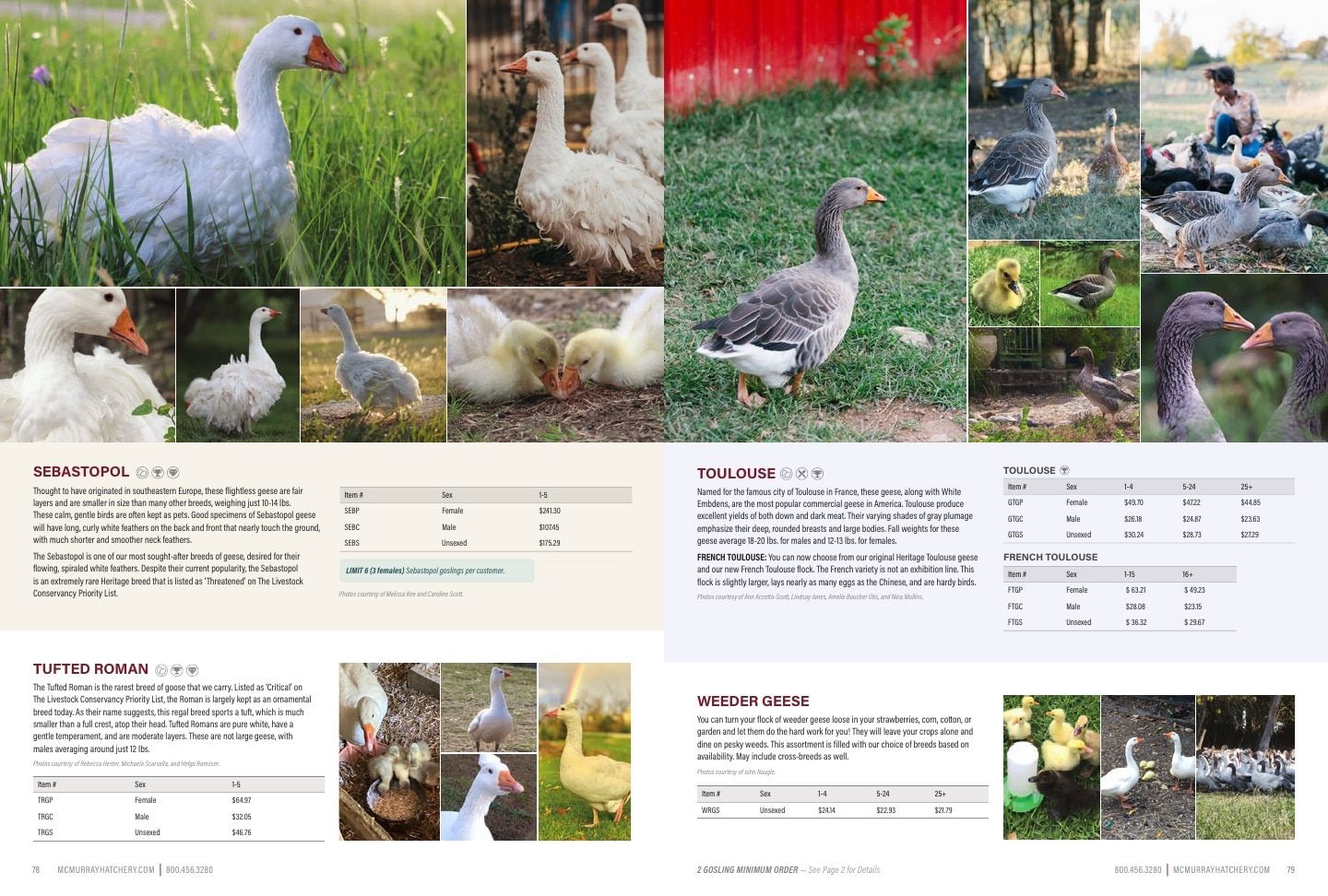 Murray McMurray Hatchery Poultry Catalog Weekly Ad January 1 - December 31, 2026