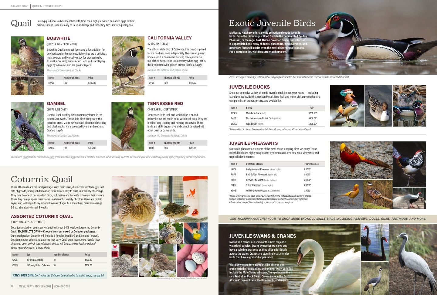 Murray McMurray Hatchery Poultry Catalog Weekly Ad January 1 - December 31, 2026