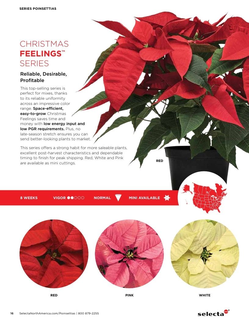 Selecta North America Poinsettia Catalog Weekly Ad January 1 - December 31, 2026