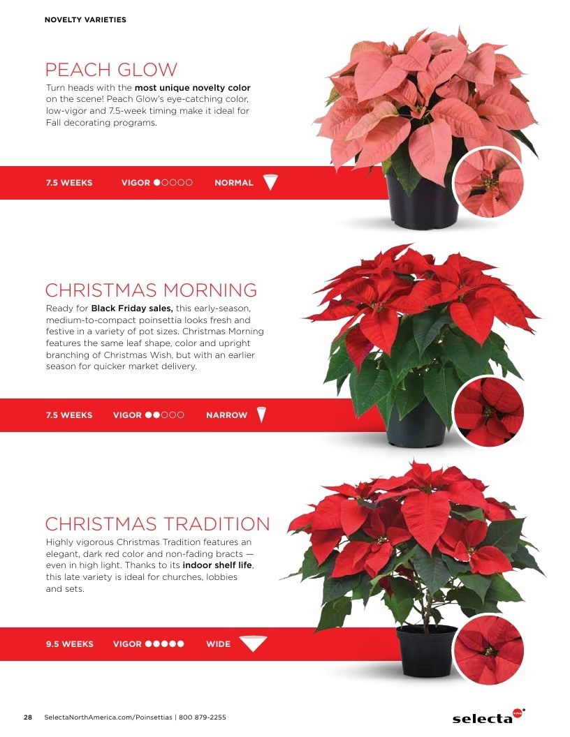 Selecta North America Poinsettia Catalog Weekly Ad January 1 - December 31, 2026