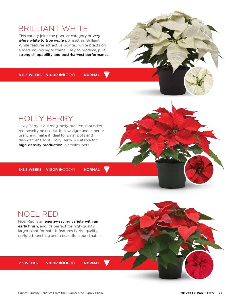 Selecta North America Poinsettia Catalog Weekly Ad January 1 - December 31, 2026