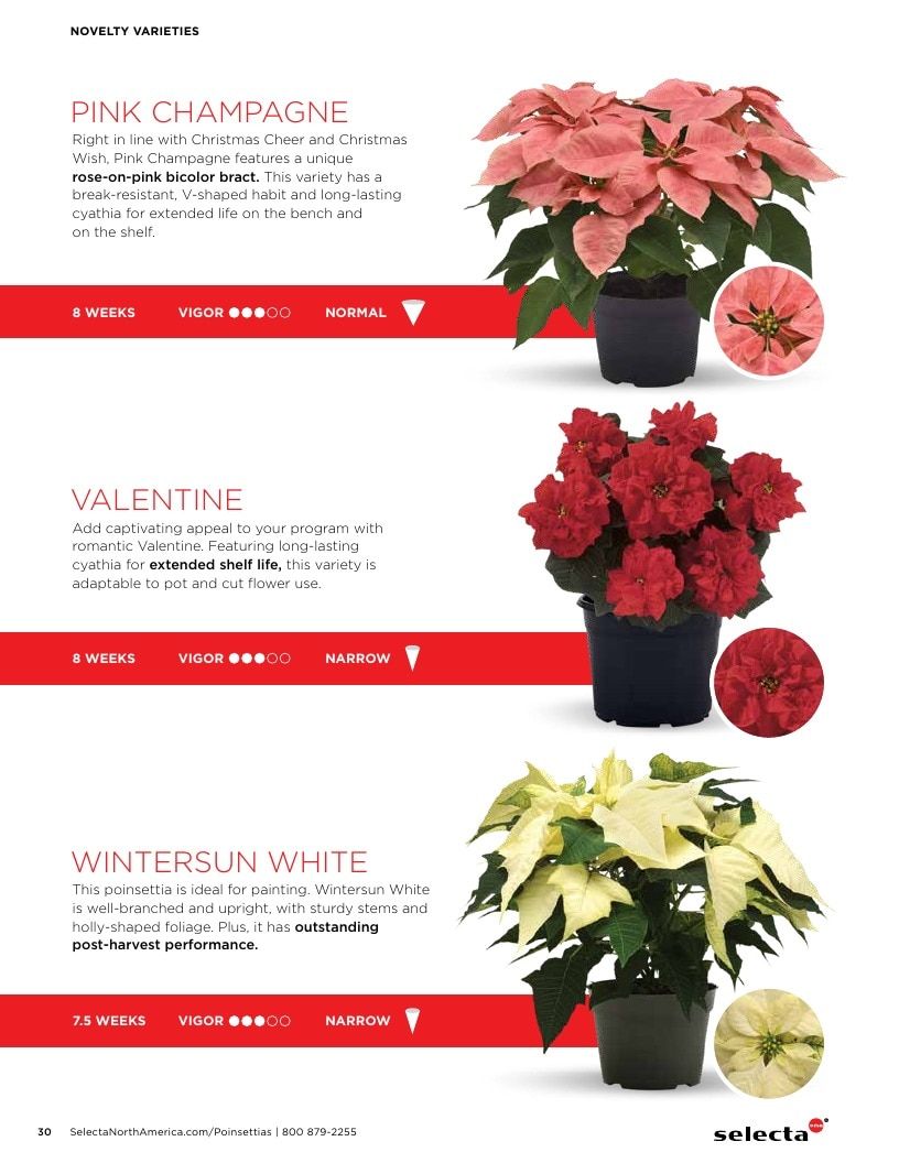 Selecta North America Poinsettia Catalog Weekly Ad January 1 - December 31, 2026