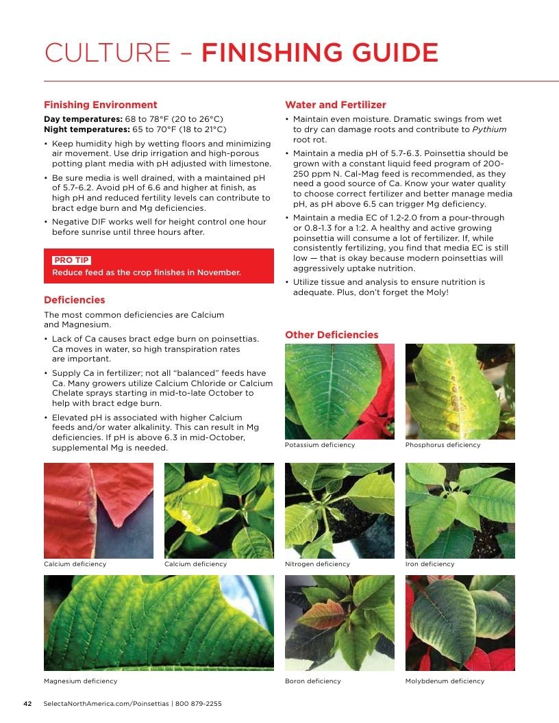 Selecta North America Poinsettia Catalog Weekly Ad January 1 - December 31, 2026