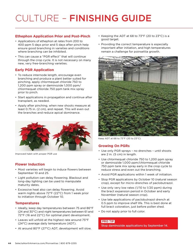 Selecta North America Poinsettia Catalog Weekly Ad January 1 - December 31, 2026