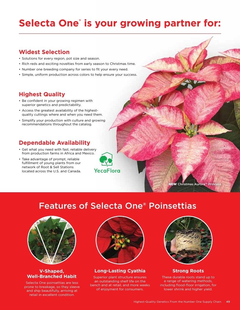 Selecta North America Poinsettia Catalog Weekly Ad January 1 - December 31, 2026