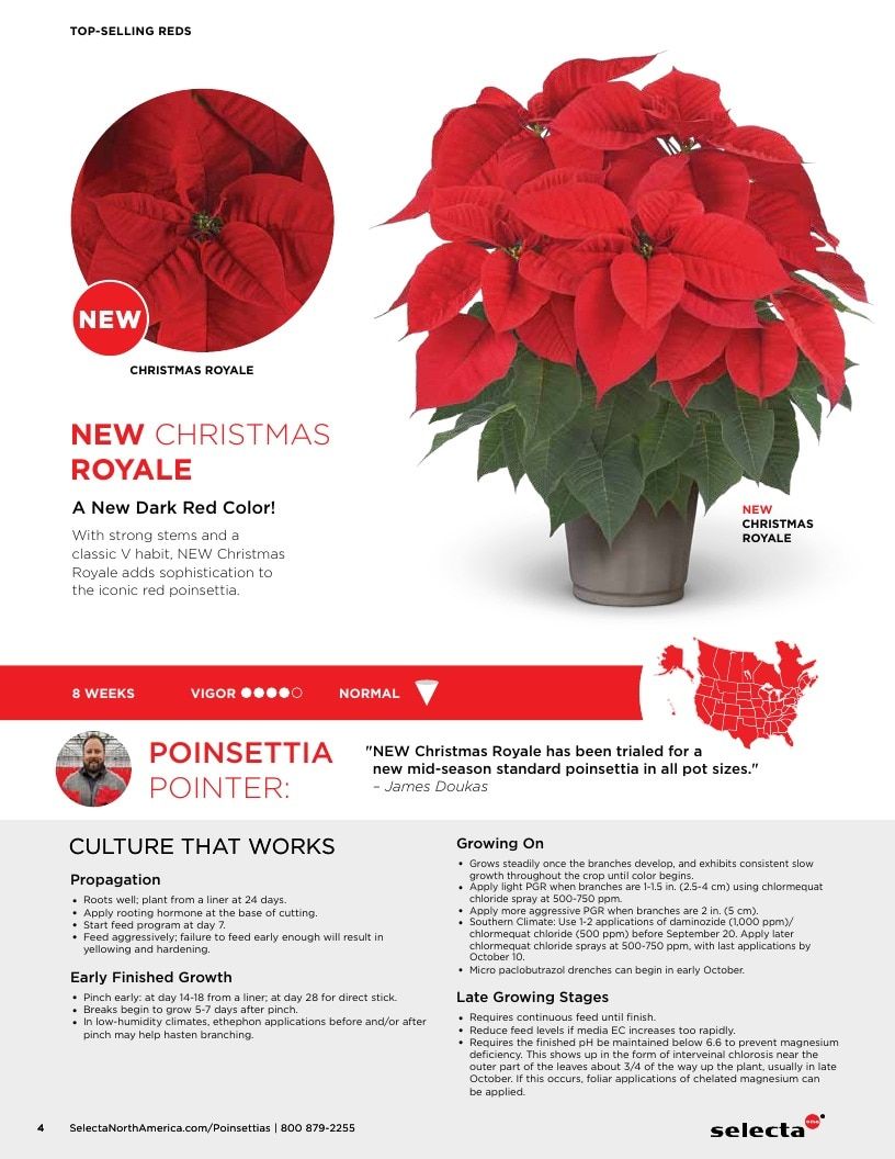 Selecta North America Poinsettia Catalog Weekly Ad January 1 - December 31, 2026