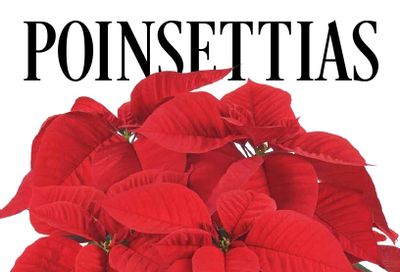Selecta One North America Poinsettias Catalog Weekly Ad January 1 - December 31, 2026