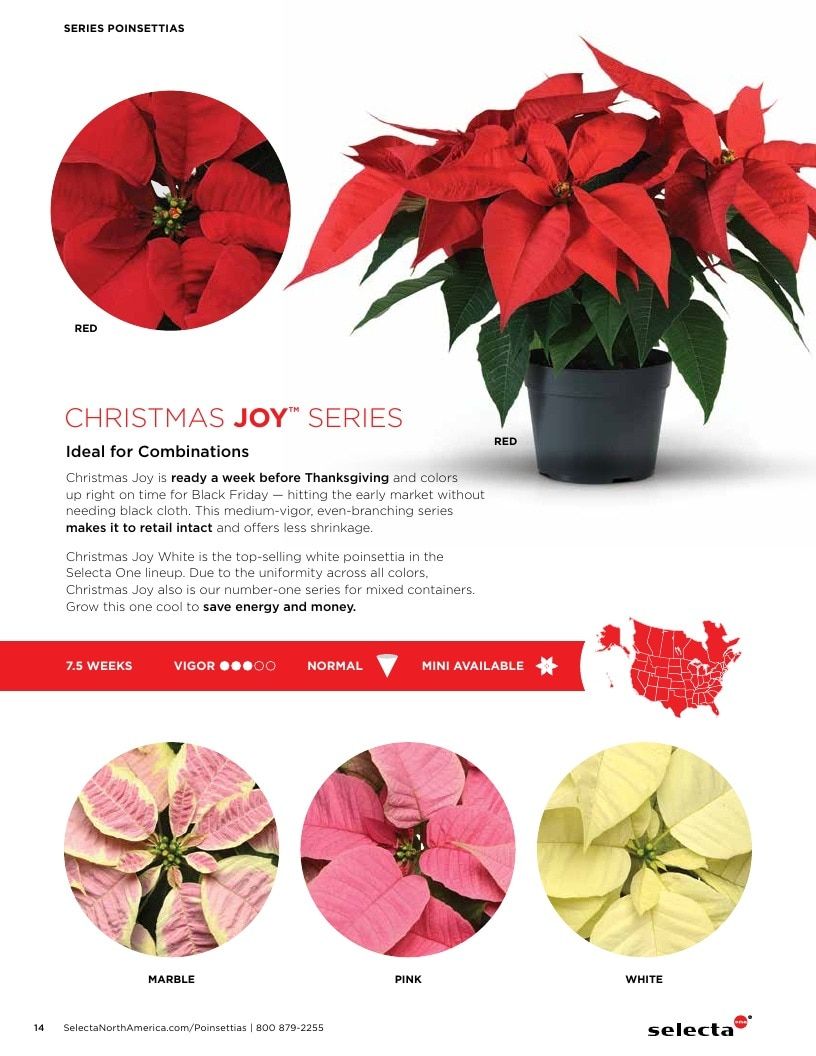 Selecta One North America Poinsettias Catalog Weekly Ad January 1 - December 31, 2026