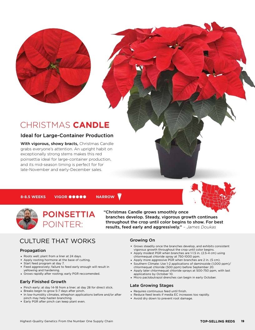 Selecta One North America Poinsettias Catalog Weekly Ad January 1 - December 31, 2026