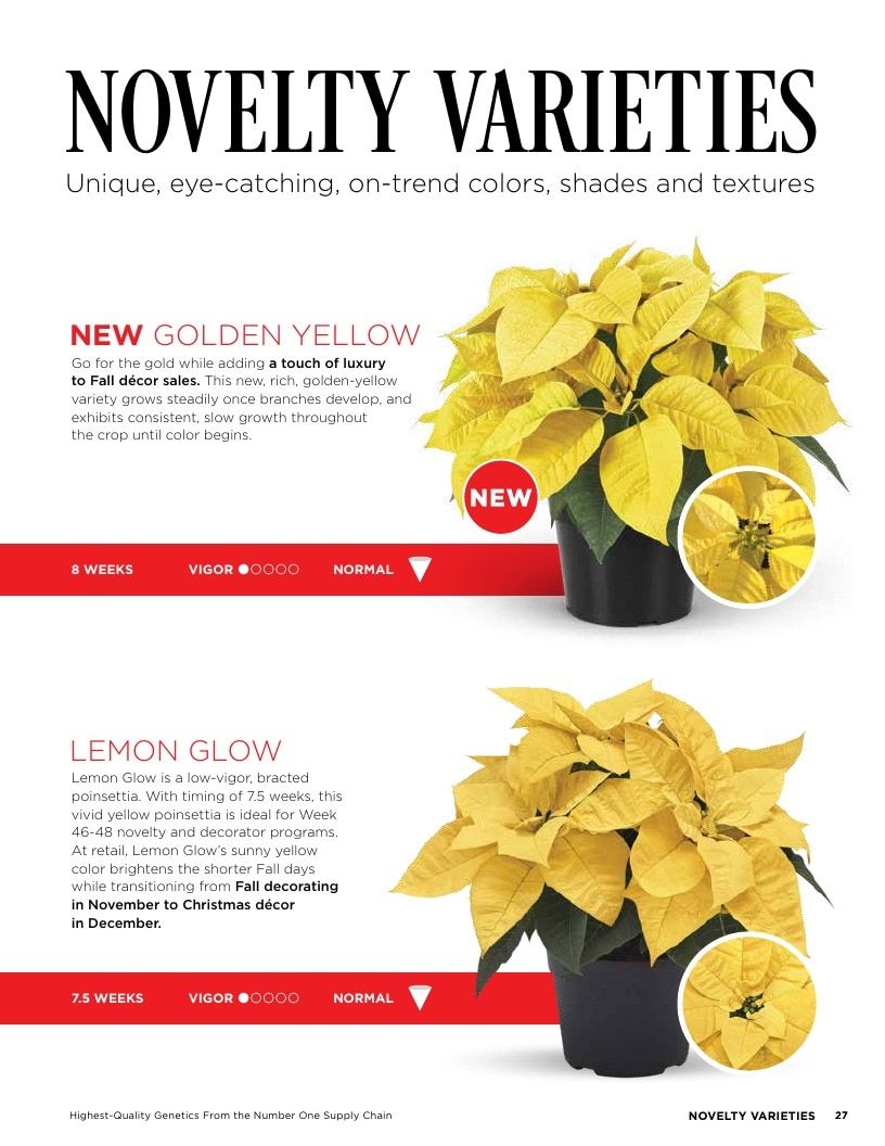 Selecta One North America Poinsettias Catalog Weekly Ad January 1 - December 31, 2026